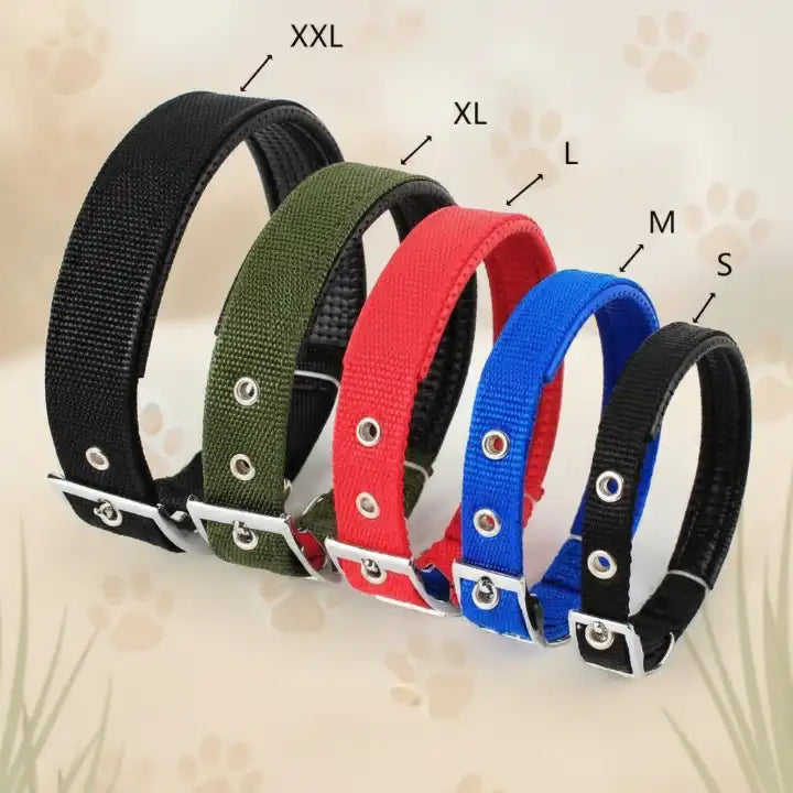Collier et laisse multicolores pour chien – bleu-rouge-vert-noir, accessoires confortables et tendance pour animaux de compagnie
