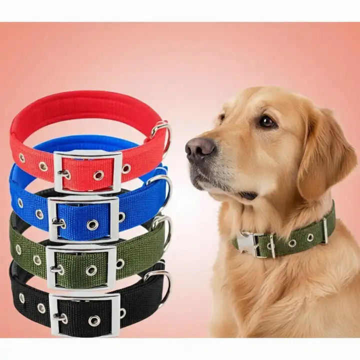 Collier et laisse multicolores pour chien – bleu-rouge-vert-noir, accessoires confortables et tendance pour animaux de compagnie