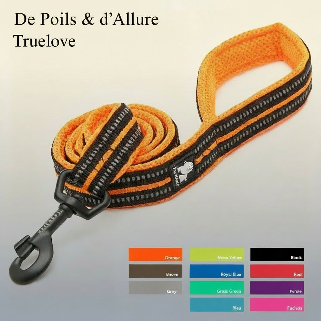 Laisse et collier orange et noir multicolore pour chien – design moderne et tendance, accessoire confortable